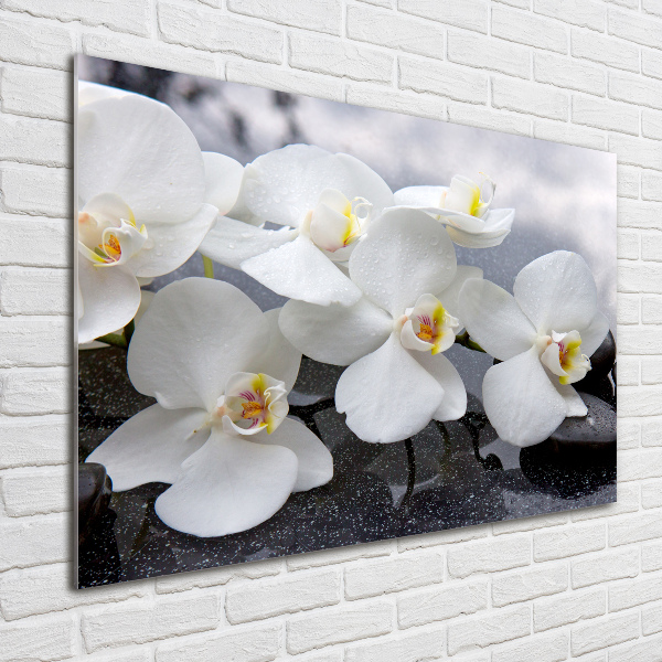 Foto auf Acryl Orchidee