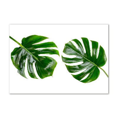 Acrylbild Fotodruck Tropische Blätter