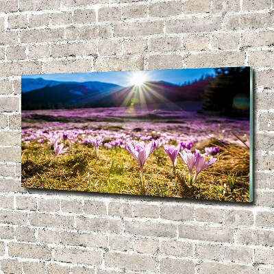 Foto auf Acryl Krokusse auf der Lichtung