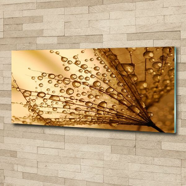 Acrylbild Fotodruck Löwenzahnsamen