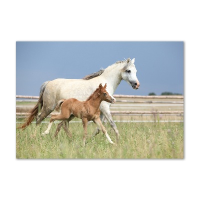 Acrylbild Fotodruck Stute mit Fohlen