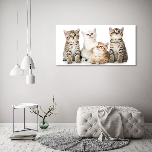 Acrylbild Fotodruck Kleine Katzen