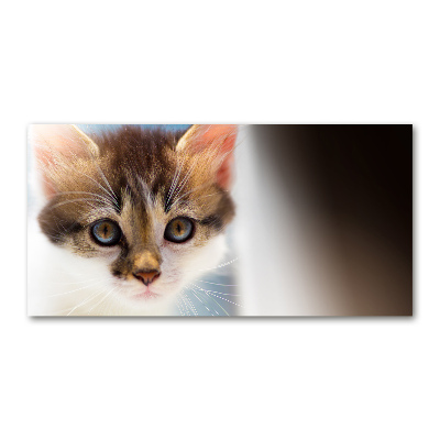Acrylglas-Druck Kleine Katze