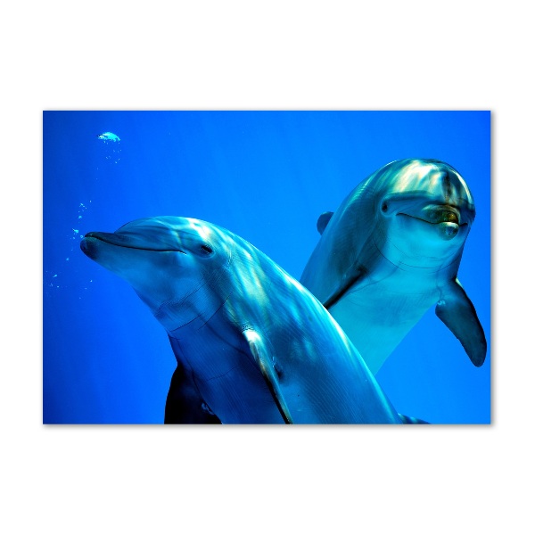 Foto auf Acryl Zwei Delfine
