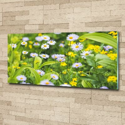 Acrylbild Fotodruck Gänseblümchen