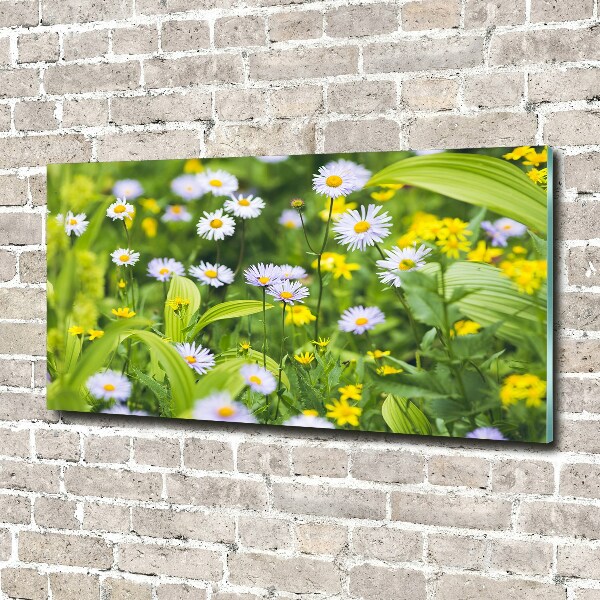 Acrylbild Fotodruck Gänseblümchen