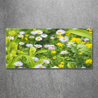 Acrylbild Fotodruck Gänseblümchen
