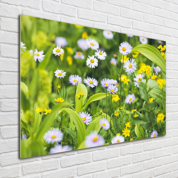 Acrylbild Fotodruck Gänseblümchen