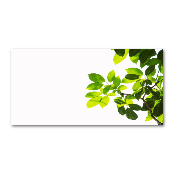 Acrylglas-Druck Blätter