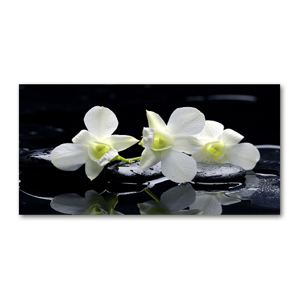 Acrylbild Fotodruck Orchidee