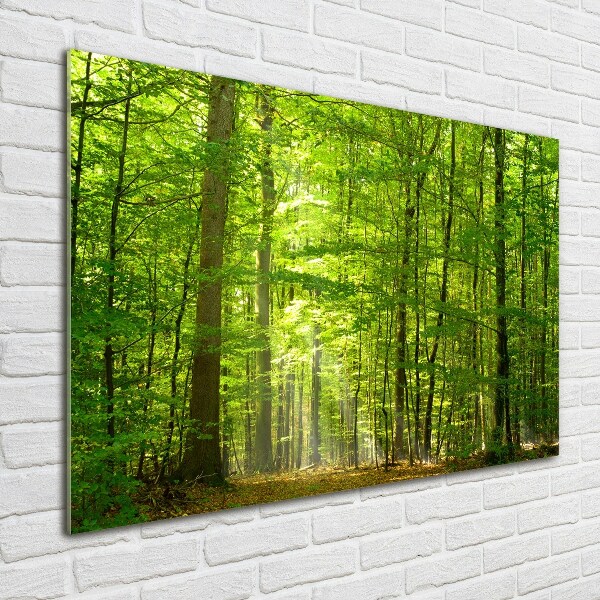 Acrylglas-Druck Laubwald