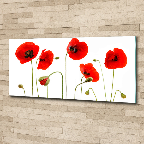 Foto auf Acryl Mohnblumen