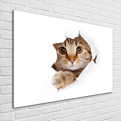 Acrylbild Fotodruck Katze