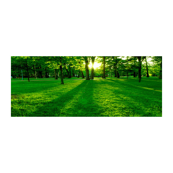 Acrylbild Fotodruck Gras im Park