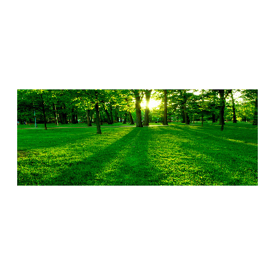 Acrylbild Fotodruck Gras im Park