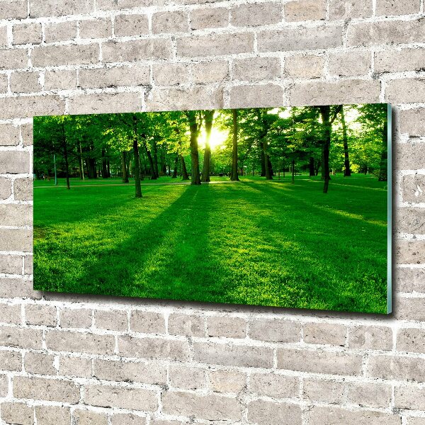 Acrylbild Fotodruck Gras im Park