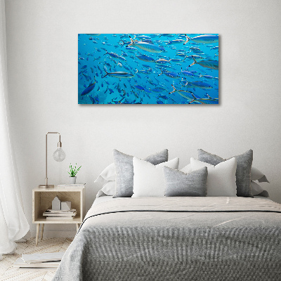 Bild auf Acrylglas Korallenfische