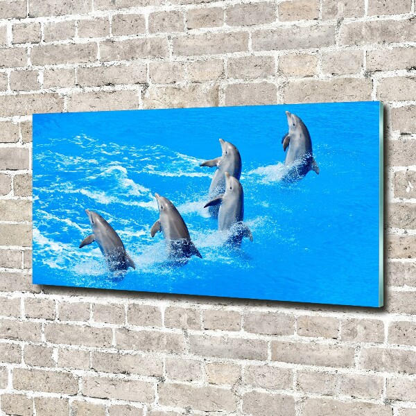 Acrylbild Fotodruck Delfine