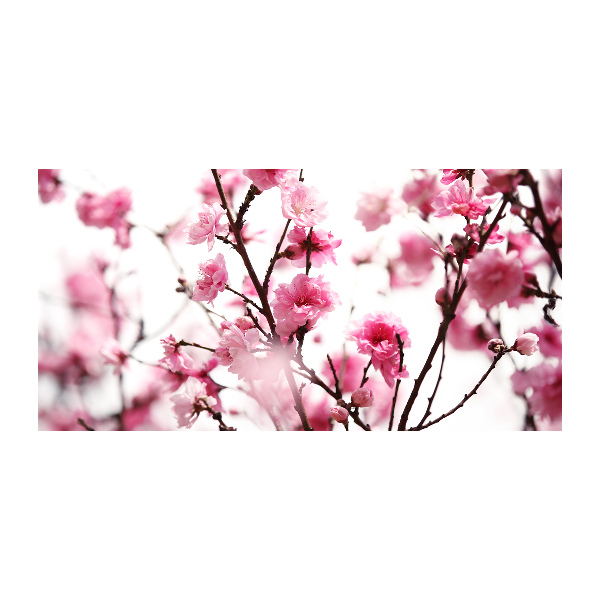 Acrylbild Fotodruck Pflaumenblüte