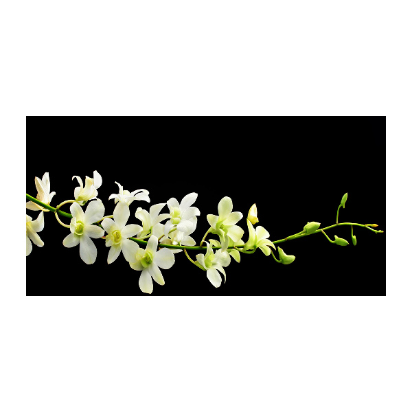 Acrylglas-Druck Orchidee