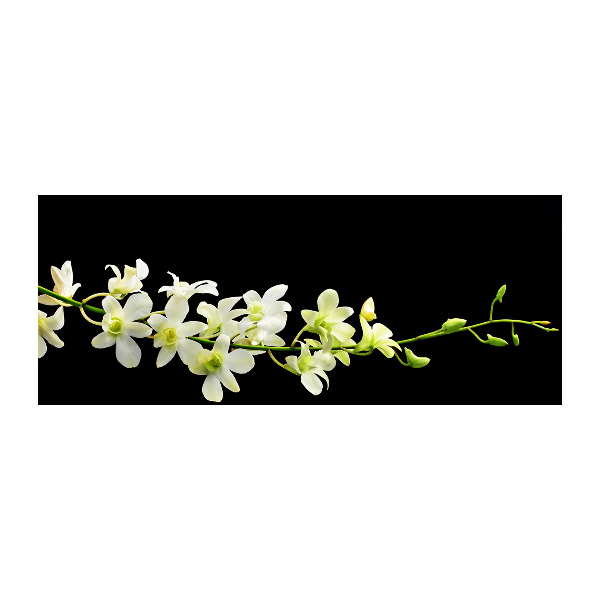 Acrylglas-Druck Orchidee