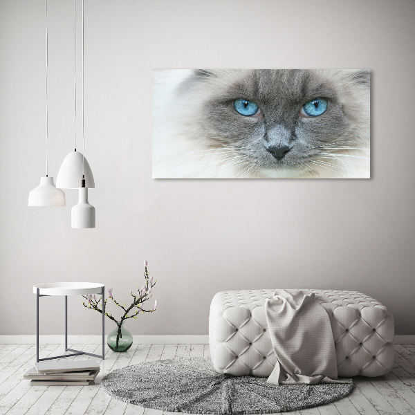 Acrylglas-Druck blauäugige Katze