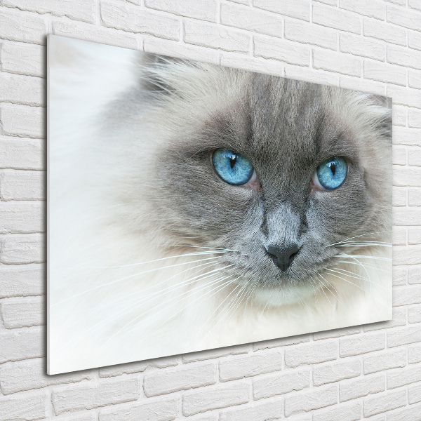 Acrylglas-Druck blauäugige Katze