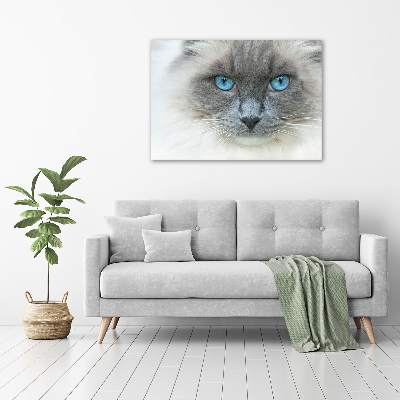 Acrylglas-Druck blauäugige Katze