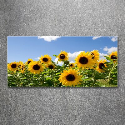 Acrylbild Fotodruck Sonnenblumen