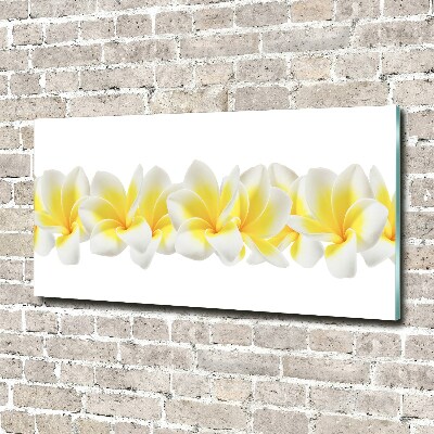 Acrylglas-Druck Plumeria