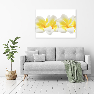 Acrylglas-Druck Plumeria