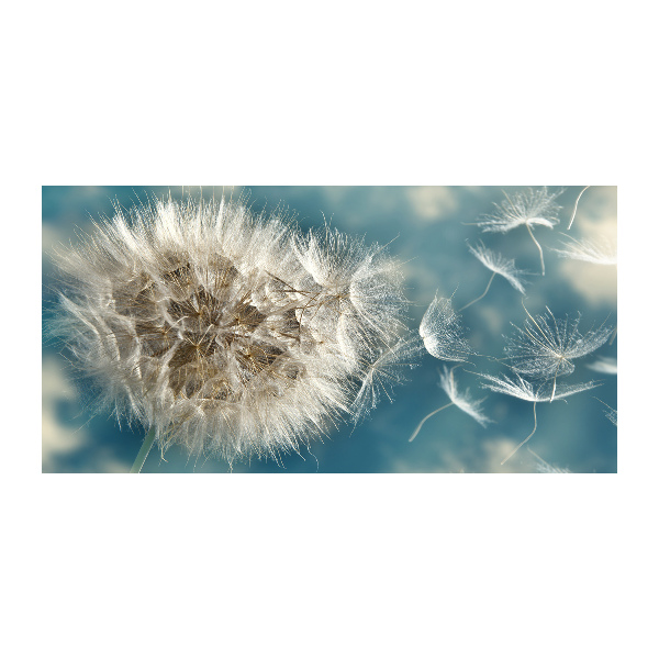 Foto auf Acryl Löwenzahn