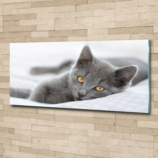 Acrylglas-Druck Graue Katze
