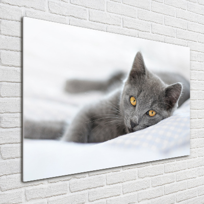 Acrylglas-Druck Graue Katze