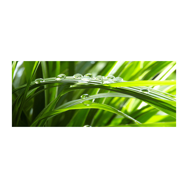 Bild auf Acrylglas Tropfen auf dem Gras