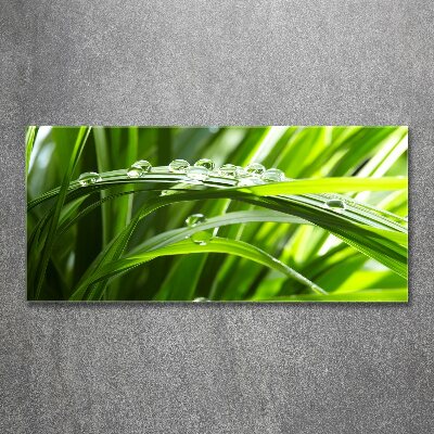 Bild auf Acrylglas Tropfen auf dem Gras