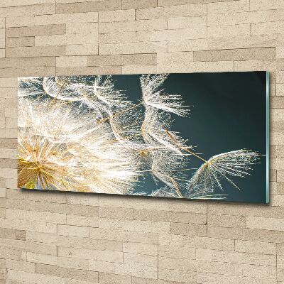 Acrylglas-Druck Löwenzahnsamen