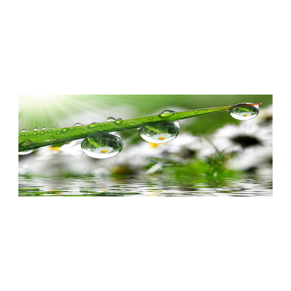 Foto auf Acryl Tropfen auf dem Gras