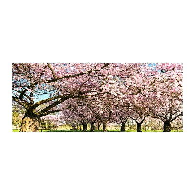 Acrylbild Fotodruck Kirschbäume