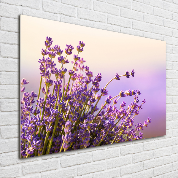 Acrylglas-Druck Lavendel