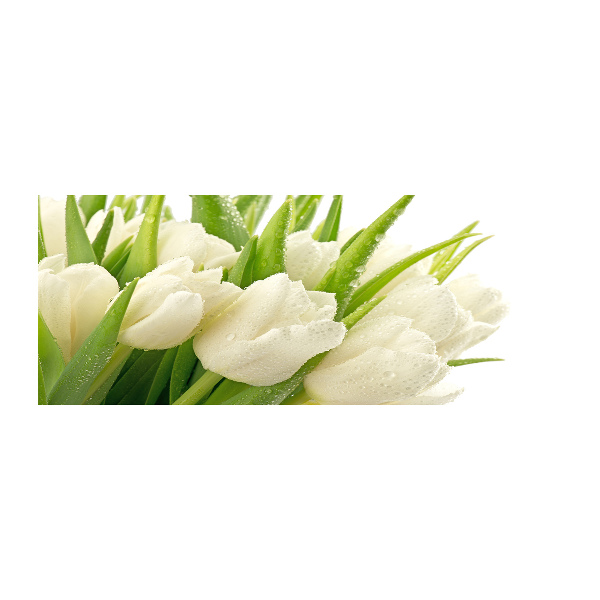 Acrylbild Fotodruck Weiße Tulpen