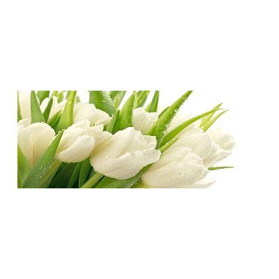 Acrylbild Fotodruck Weiße Tulpen