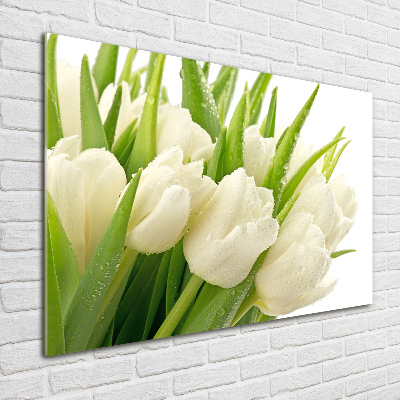 Acrylbild Fotodruck Weiße Tulpen