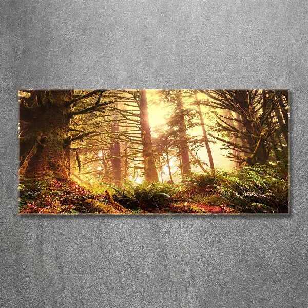 Acrylglas-Druck Regenwald
