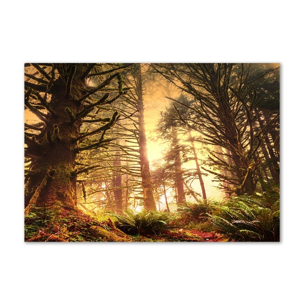 Acrylglas-Druck Regenwald