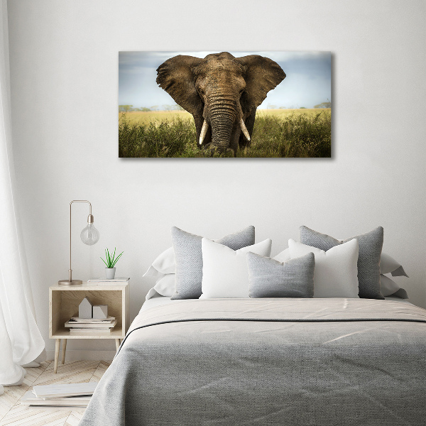 Foto auf Acryl Elefant in der Savanne