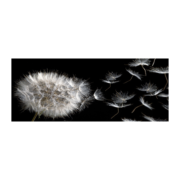 Acrylbild Fotodruck Löwenzahn