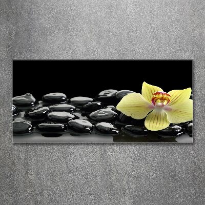 Acrylglas-Druck Orchidee