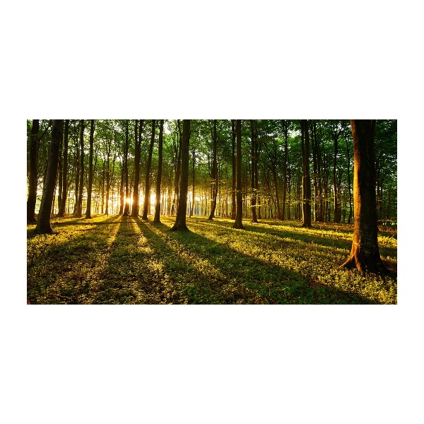 Acrylbild Fotodruck Sonnenstrahlen