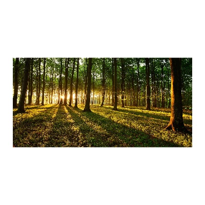 Acrylbild Fotodruck Sonnenstrahlen